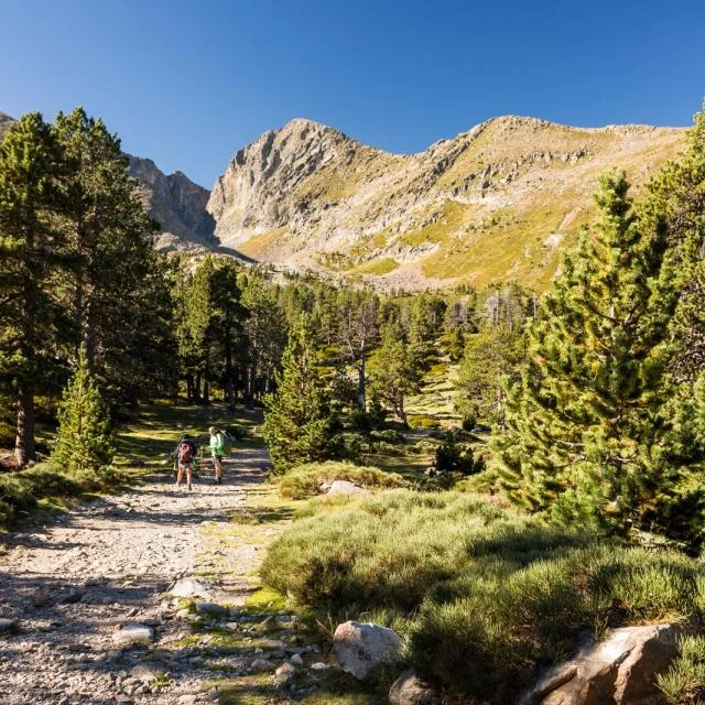 Sentier de montagne bordé de pins, avec deux randonneurs marchant vers un massif rocheux sous un ciel clair.