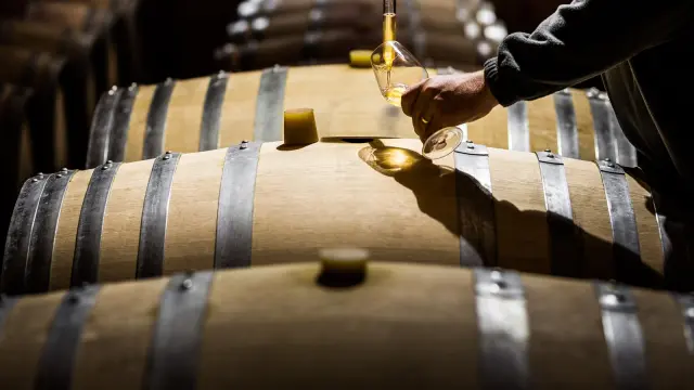 Main prélevant du vin blanc dans un verre au-dessus de fûts en bois dans un chai.