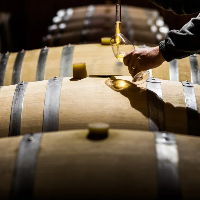 Main prélevant du vin blanc dans un verre au-dessus de fûts en bois dans un chai.
