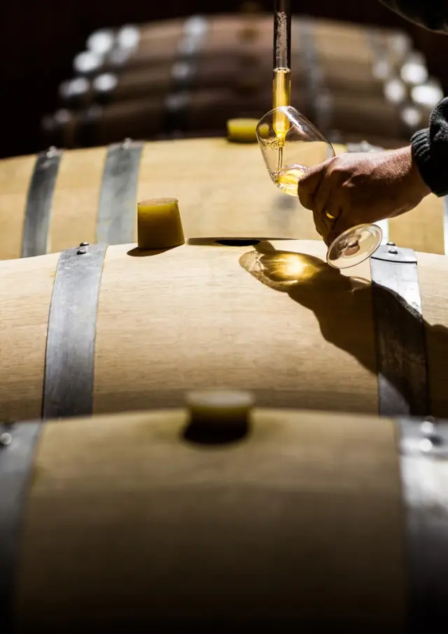 Main prélevant du vin blanc dans un verre au-dessus de fûts en bois dans un chai.