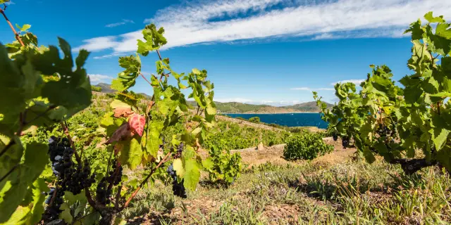 Vignes en terrasses dominant la mer sous un ciel bleu.