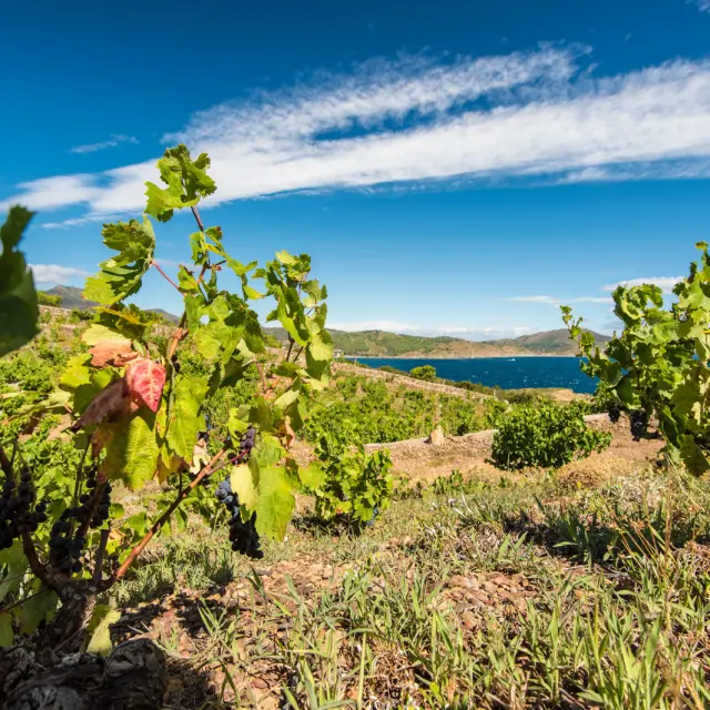 Vignes en terrasses dominant la mer sous un ciel bleu.