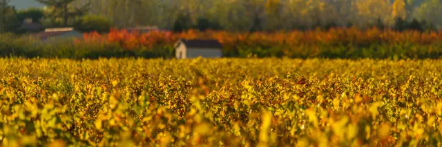 Vignoble aux couleurs dorées de l’automne avec un petit cabanon et une montagne en arrière-plan.
