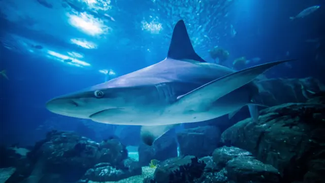 Requin nageant dans un aquarium au-dessus de rochers sous l’eau, avec une lumière bleutée.