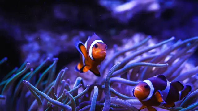 Deux poissons-clowns nageant parmi les tentacules d’une anémone dans un aquarium.