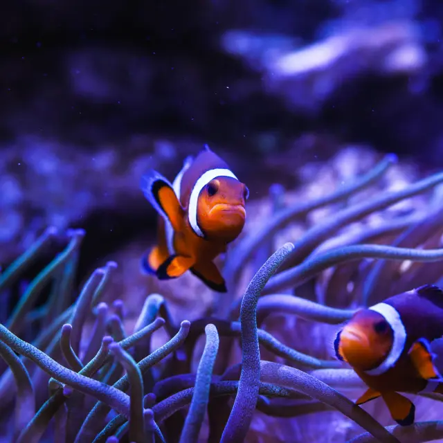 Deux poissons-clowns nageant parmi les tentacules d’une anémone dans un aquarium.