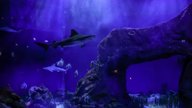 Aquarium d’Oniria à Canet-en-Roussillon : un requin nage au-dessus d’un décor rocheux, entouré de poissons, sous une lumière violette.