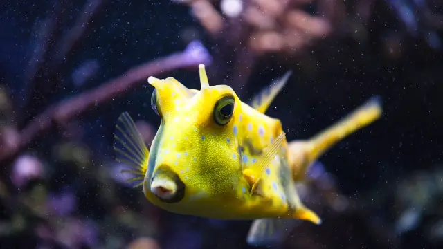 Oniria Canet Poissonjaune