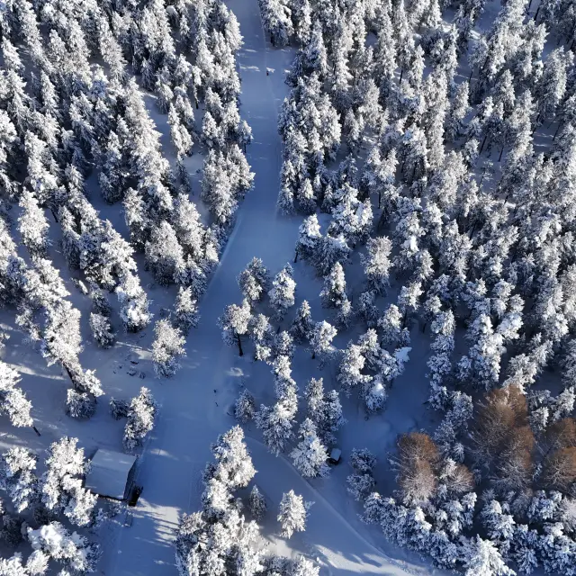 Vue aérienne d’une forêt enneigée avec un chemin sinueux menant au refuge des Estanyols isolé au milieu des conifères.