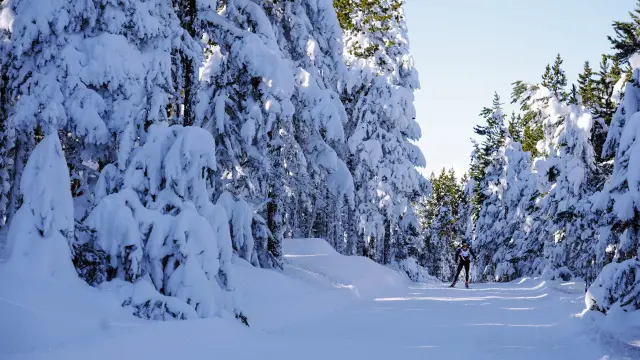 Skieur de fond sur une piste tracée traversant une forêt de conifères aux branches lourdement chargées de neige, sous un ciel bleu hivernal dégagé.
