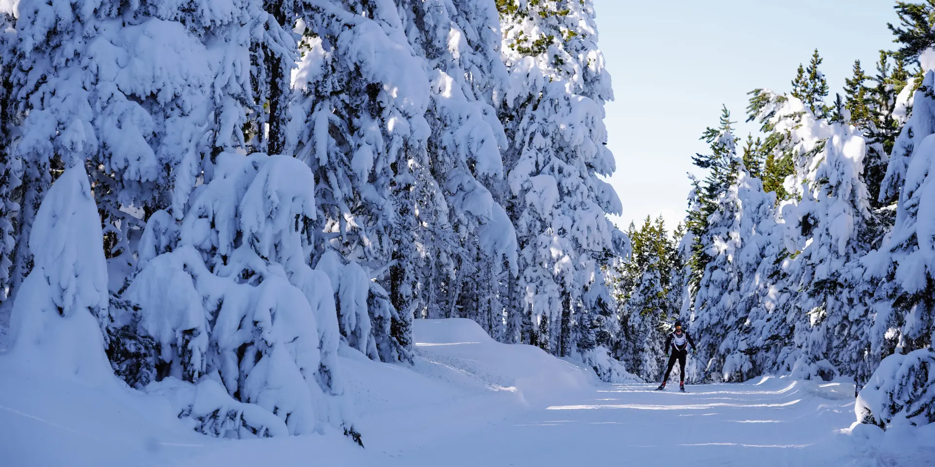 Skieur de fond sur une piste tracée traversant une forêt de conifères aux branches lourdement chargées de neige, sous un ciel bleu hivernal dégagé.