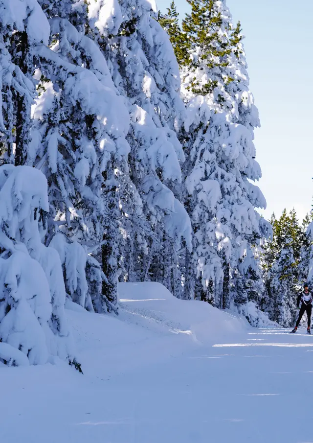 Skieur de fond sur une piste tracée traversant une forêt de conifères aux branches lourdement chargées de neige, sous un ciel bleu hivernal dégagé.