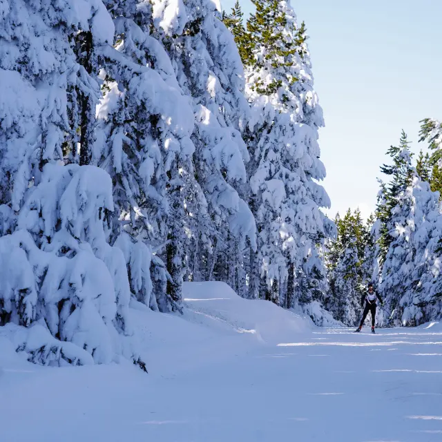 Skieur de fond sur une piste tracée traversant une forêt de conifères aux branches lourdement chargées de neige, sous un ciel bleu hivernal dégagé.