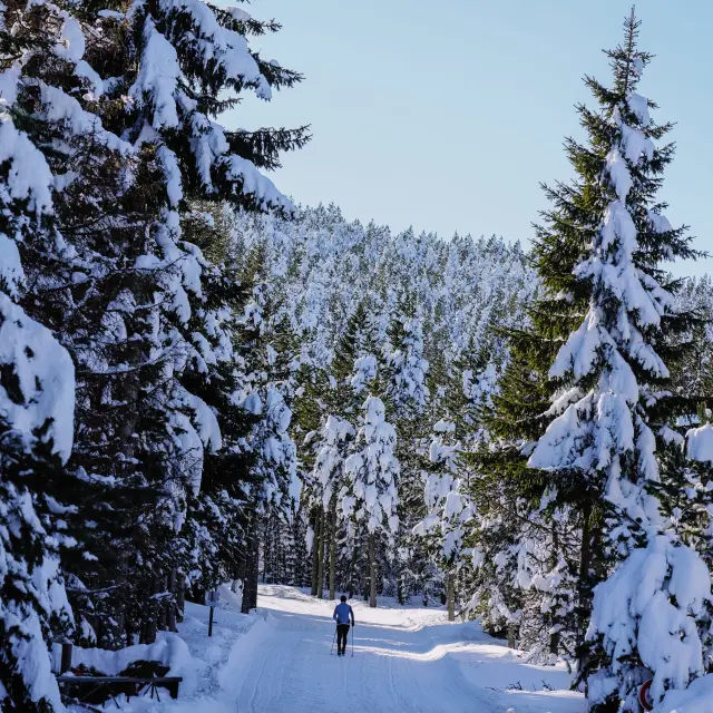 Vue en contre-plongée sur les cimes de sapins chargés de neige à La Llose, sous un ciel bleu hivernal, Station Nordique Pyrénées Catalanes