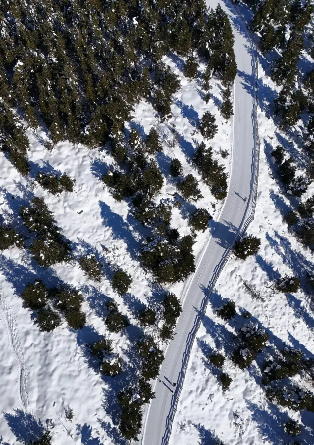 Vue aérienne plongeante sur la piste de ski de fond tracée entre les sapins enneigés du domaine nordique de La Llose, Pyrénées Catalanes