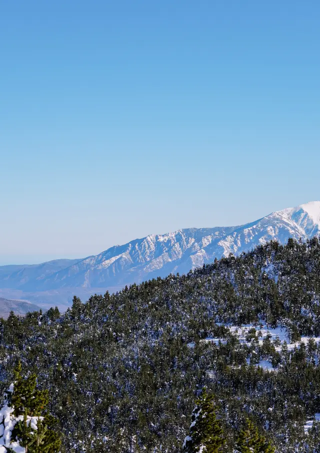 Panorama depuis La Llose : forêt de pins enneigés, sommets des Pyrénées enneigés et plaine du Roussillon jusqu'à la mer Méditerranée sous un ciel bleu