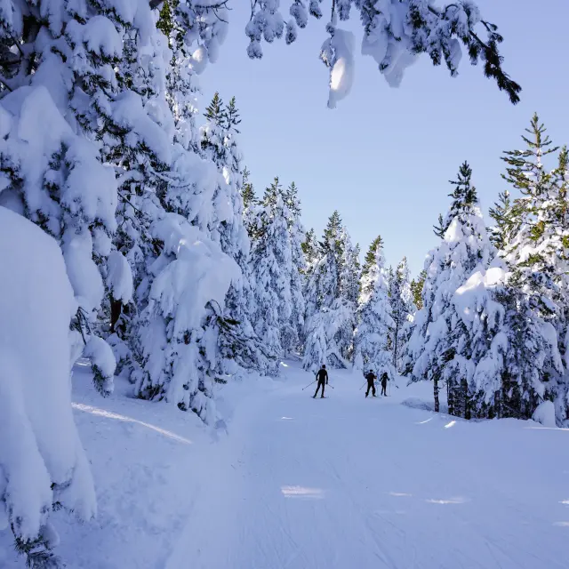 Trois skieurs de fond progressant sur une piste enneigée bordée de sapins chargés de neige, à La Llose, Station Nordique Pyrénées Catalanes