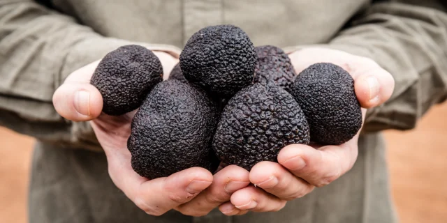 Truffe noire Aubertie Truffe