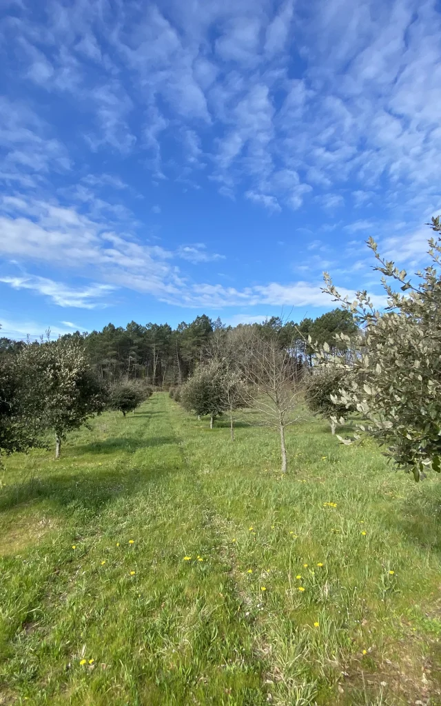 La truffière à Maurens, Aubertie Truffe