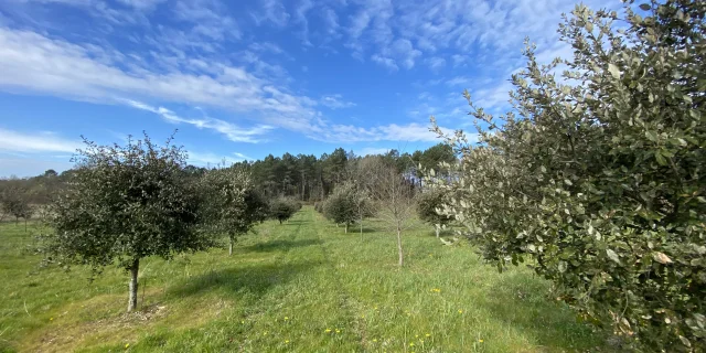 La truffière à Maurens, Aubertie Truffe