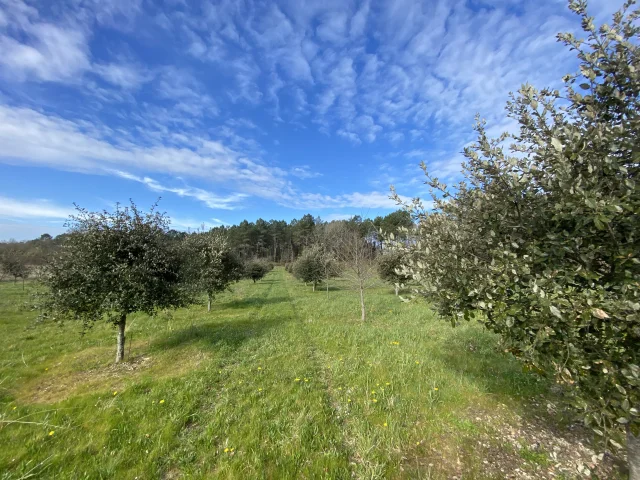 La truffière à Maurens, Aubertie Truffe