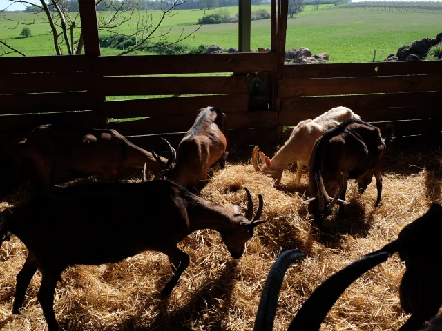 Chèvres du Charmat à Ribagnac