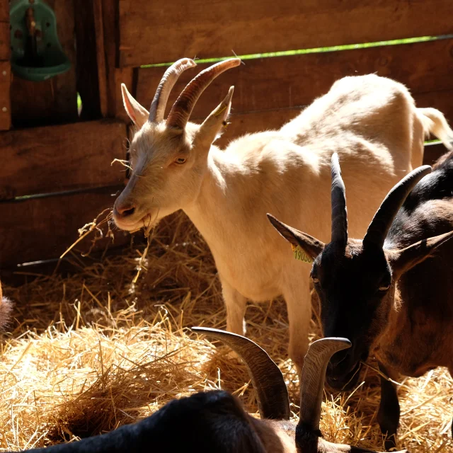 Chèvres au Charmat à Ribagnac