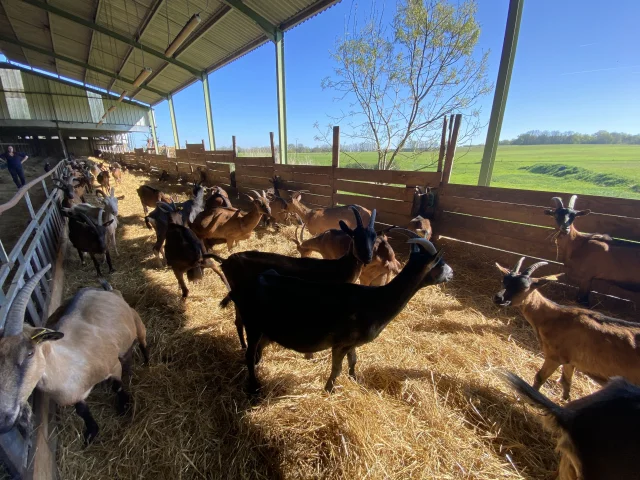 Troupeau de Chèvres du Charmat à Ribagnac