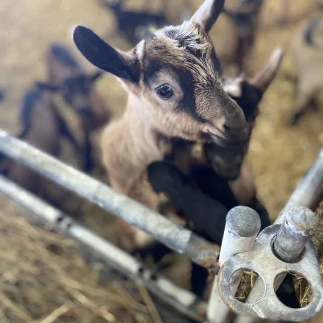 Chevrette au Charmat à Ribagnac