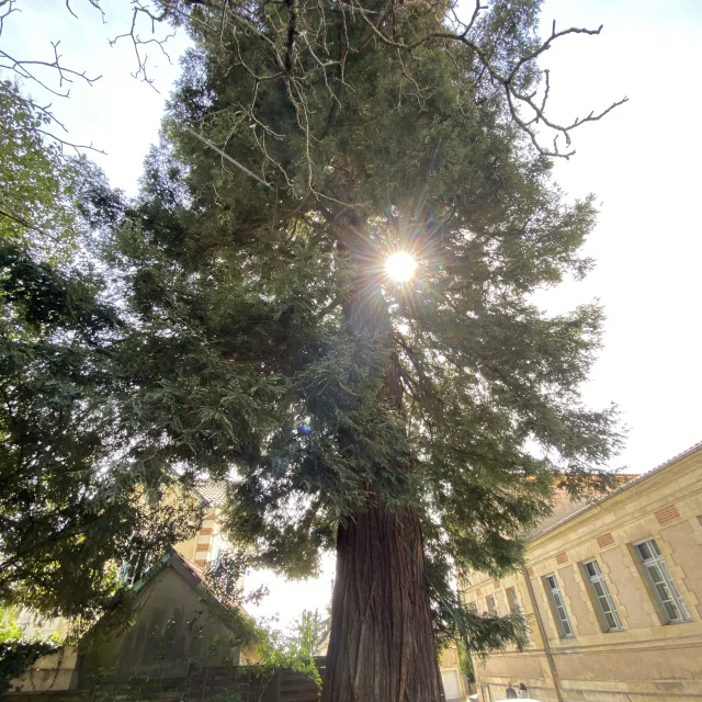 Sequoia géant rue Lakanal à Bergerac