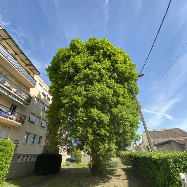 Chêne Pédonculé Pyramidal Rue Junien Rabier à Bergerac