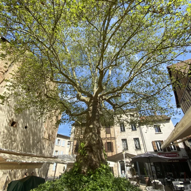 Platane place du Feu, Musée du Tabac à Bergerac