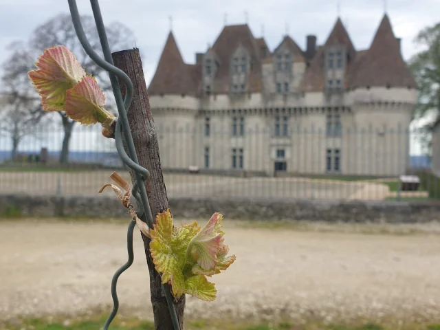 Vue du Château de Monbazillac avec un cep de vigne