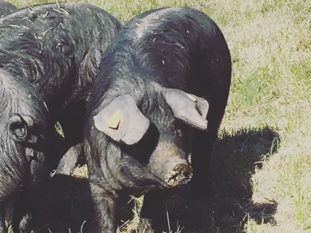 Ferme De La Massinie