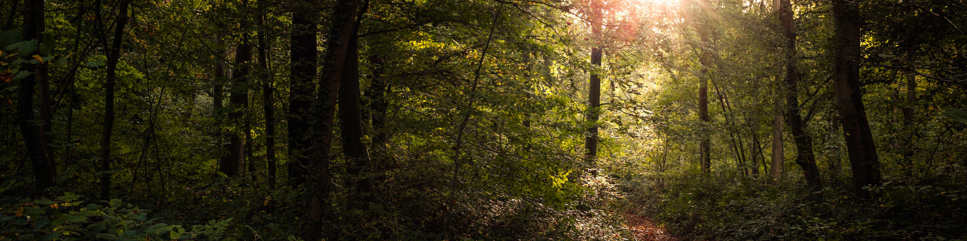Foret De St Gobain©mathieufarcy (9) 1