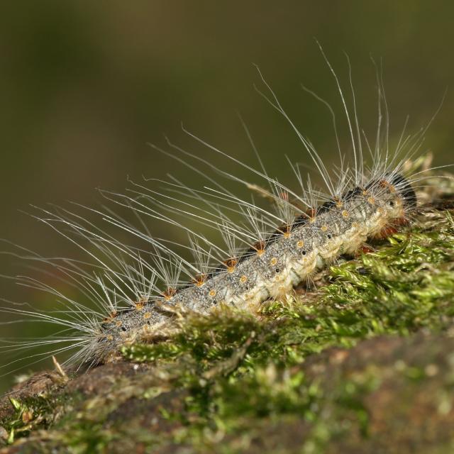 thaumatopoeia-processionea-caterpillar.jpg