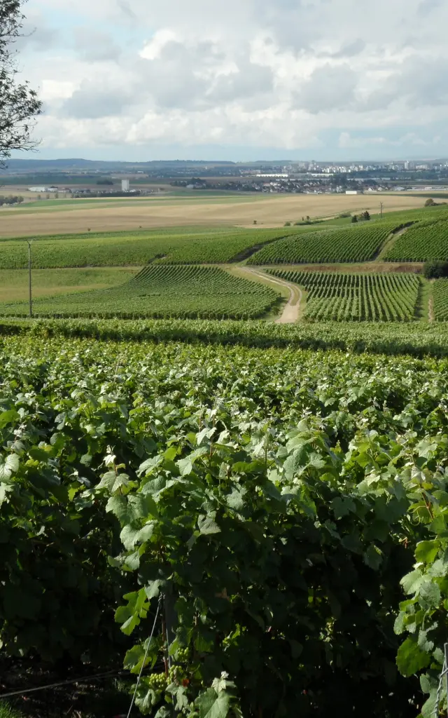 Vignoble Champagne 1
