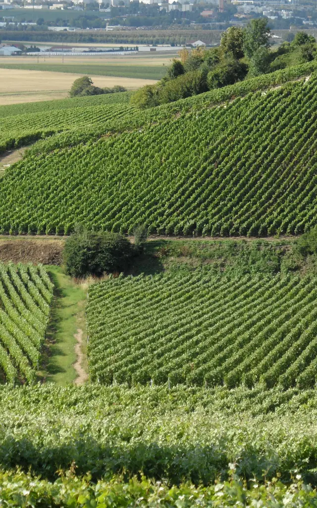 Vignoble Champagne