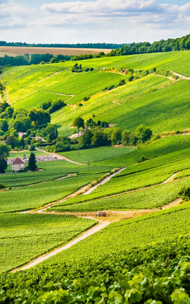 Randonnee Dans Le Vignoble Champagne 1 1