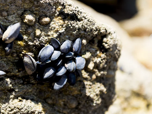 Rock with shell at Kerleven