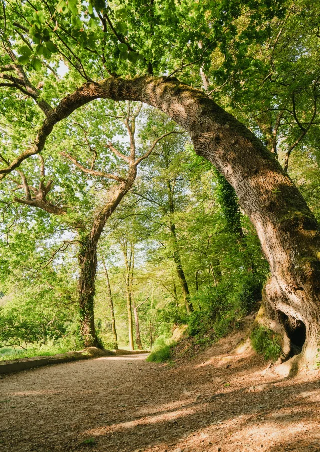 Arbre girafe du Bois de Penfoulic à Fouesnant - élu arbre remarquable