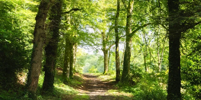 Allee De Chenes Dans Le Bois Du Moustoir A Saint Evarzec