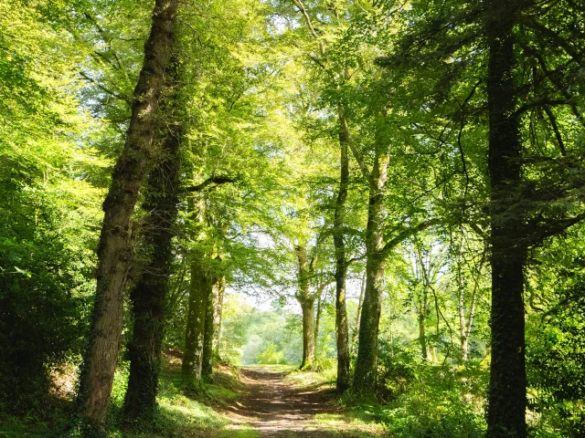 Allee de Chenes Dans Le Bois Du Moustoir A Saint Evarzec