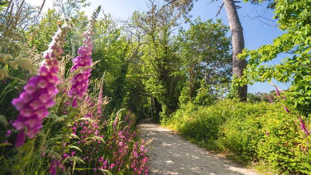 Allee Du Dourmeur, Saint-Evarzec
