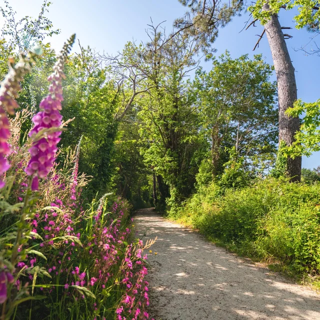 Allee Du Dourmeur, Saint-Evarzec
