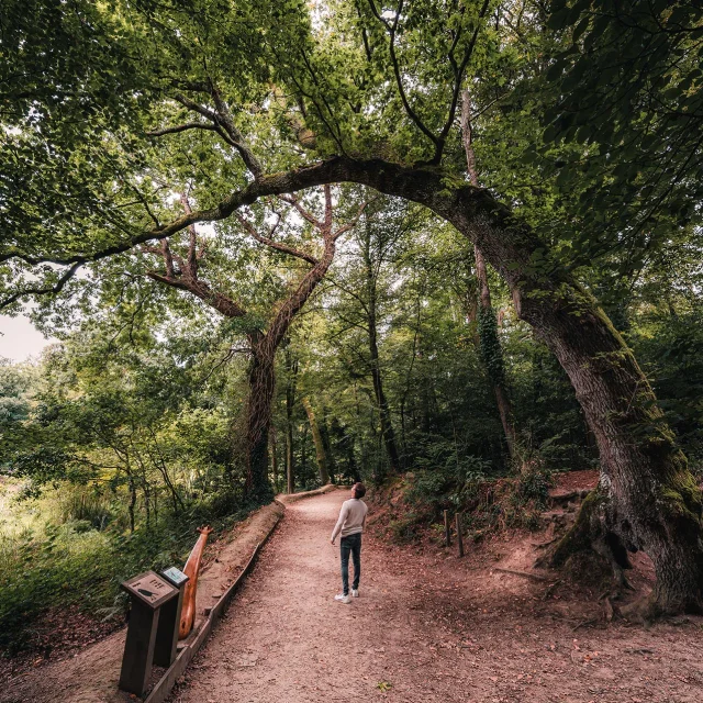 Giraffe tree in Penfoulic wood in Fouesnant