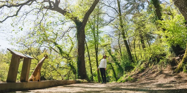 Larbre Girafe Du Bois De Penfoulic A Fouesnant
