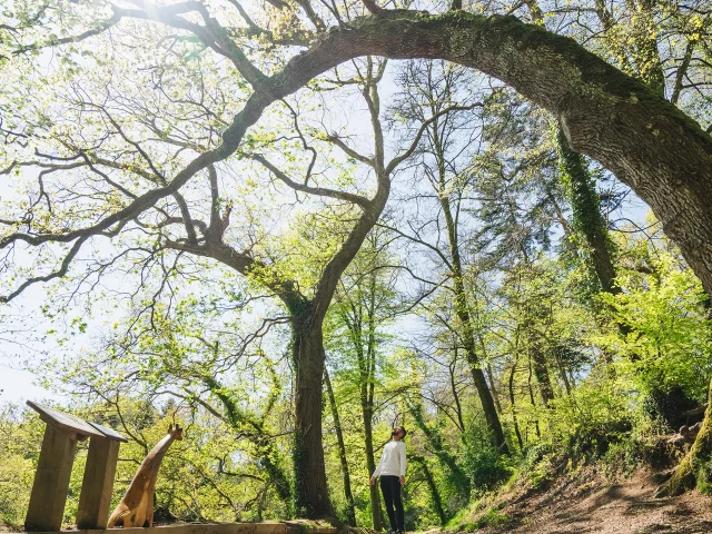 Larbre Giraffe Du Bois De Penfoulic A Fouesnant