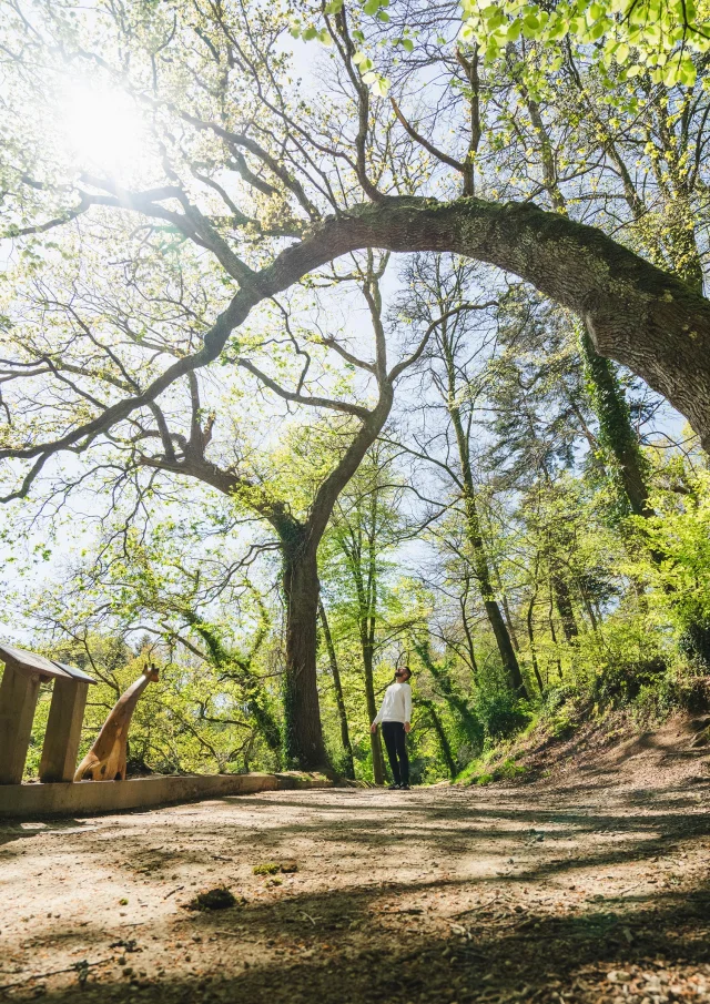 Larbre Girafe Du Bois De Penfoulic A Fouesnant