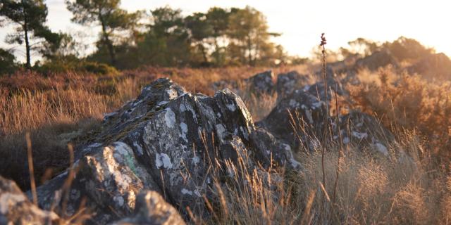 Balade Et Randonnée Sur Les Grées Rochefort En Terre (18)
